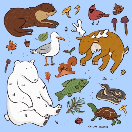 Canadian Critters 3